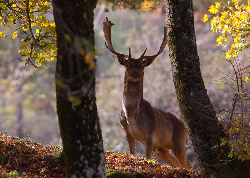 incontro inaspettato