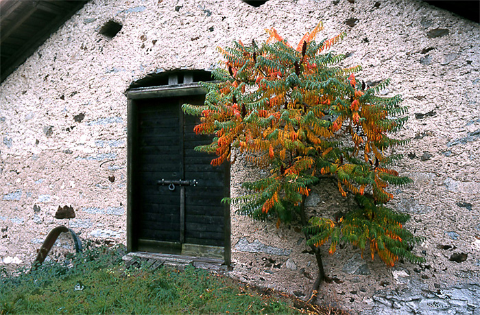 Variazioni di colore