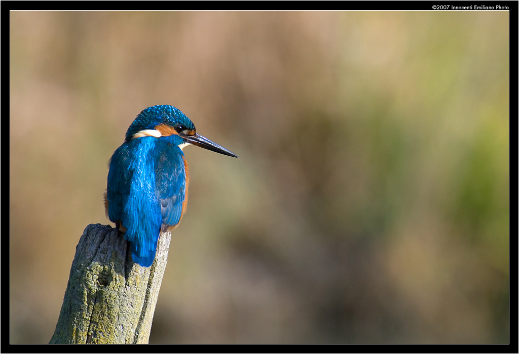 Il Martino di San Martino
