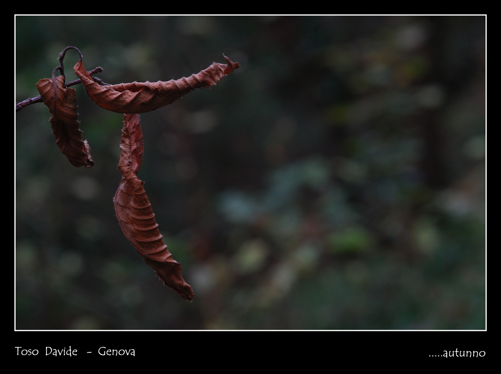 ....autunno