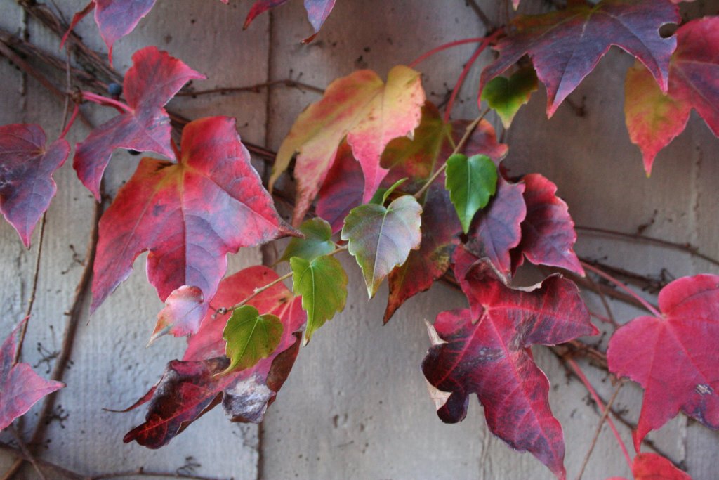 Autunno che avanza (originale)