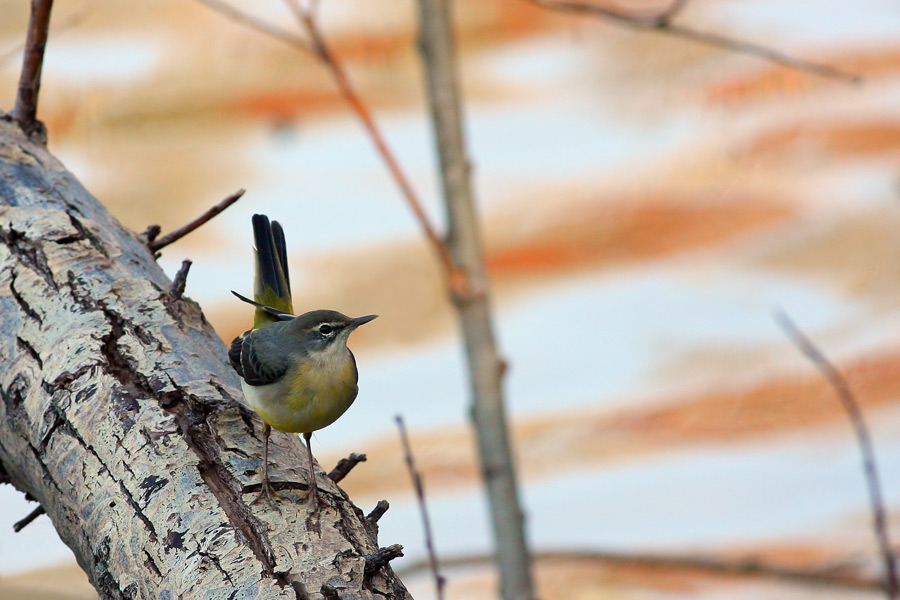 Ballerina gialla ...
