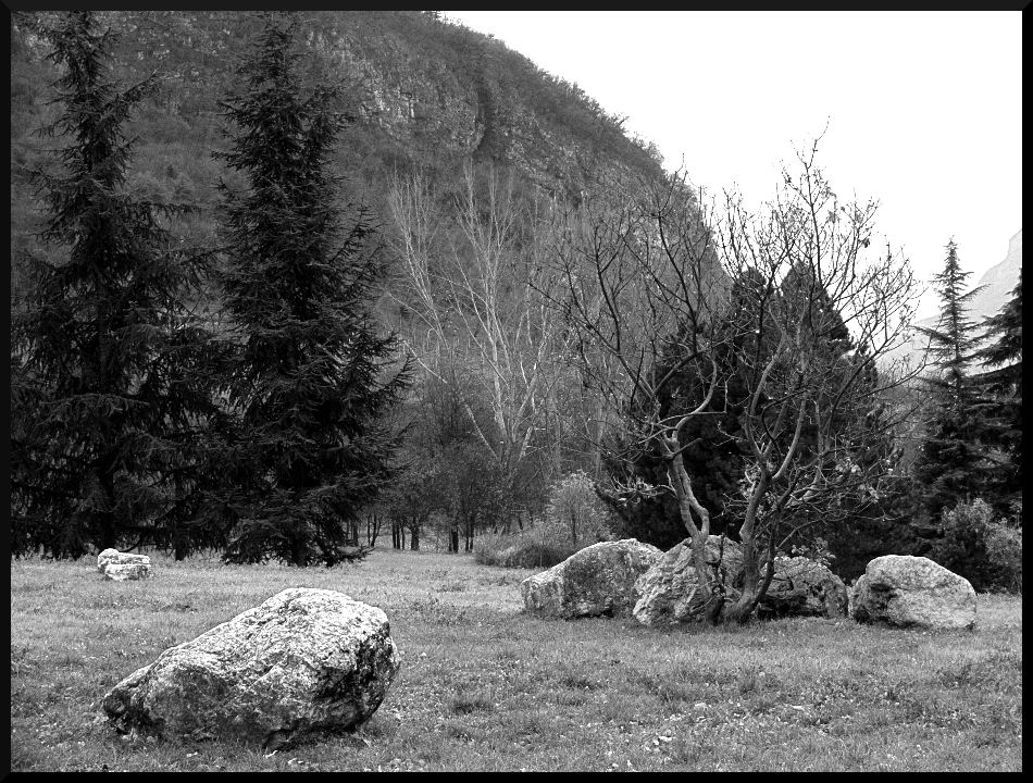 L'albero nella roccia