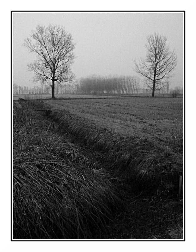 Foschia in Lomellina