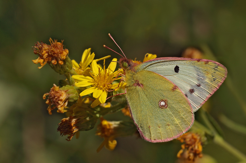 Colias crocea (f. Helice) 2