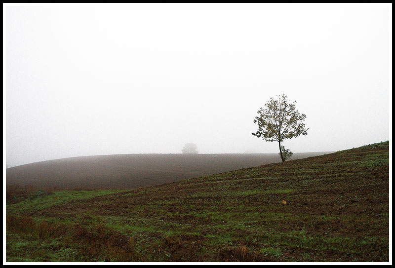 .....in the fog.....