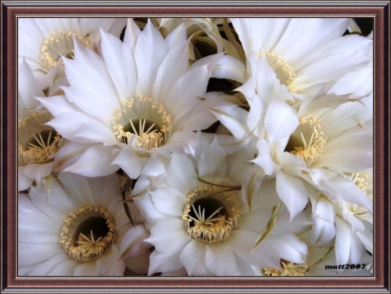 Fiori di piante grasse