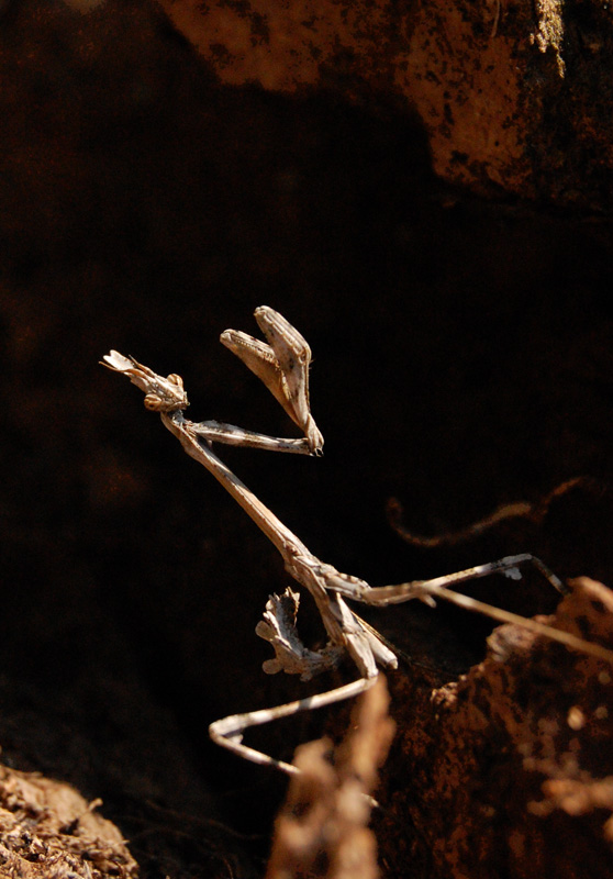 ma che volesse prendermi a pugni....?