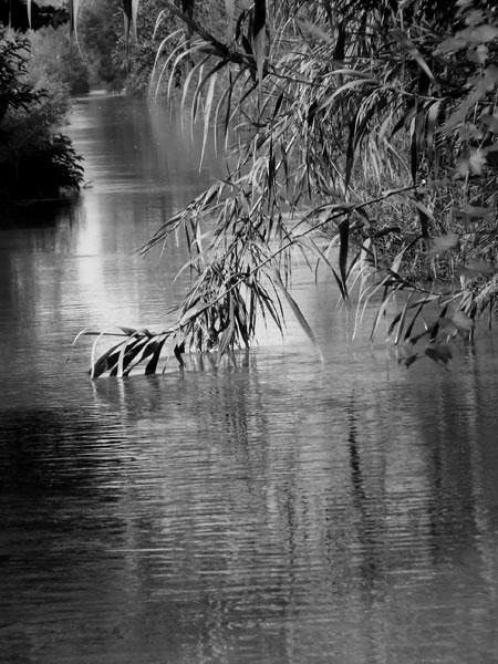 anche le fronde dormono