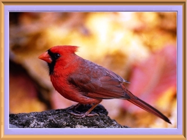 Usignolo o cardinale rosso