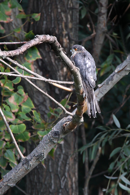 Sparviere Maschio in natura