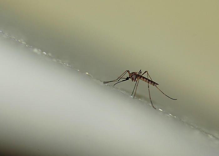 Inverno in salita per la zanzara ...