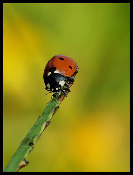 Coccinella