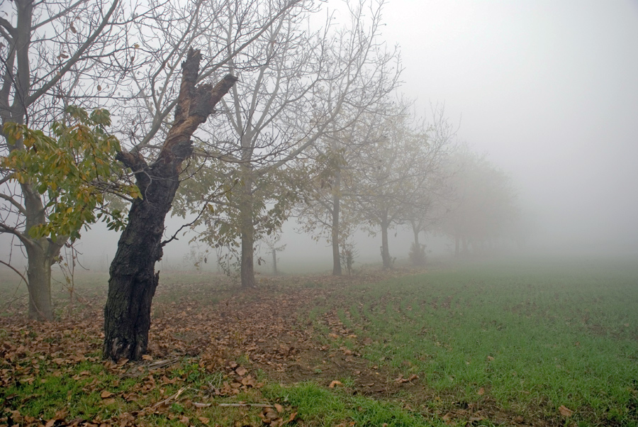 una mattina nebbiosa nel parco