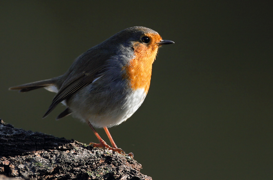 Guardando verso il sole...