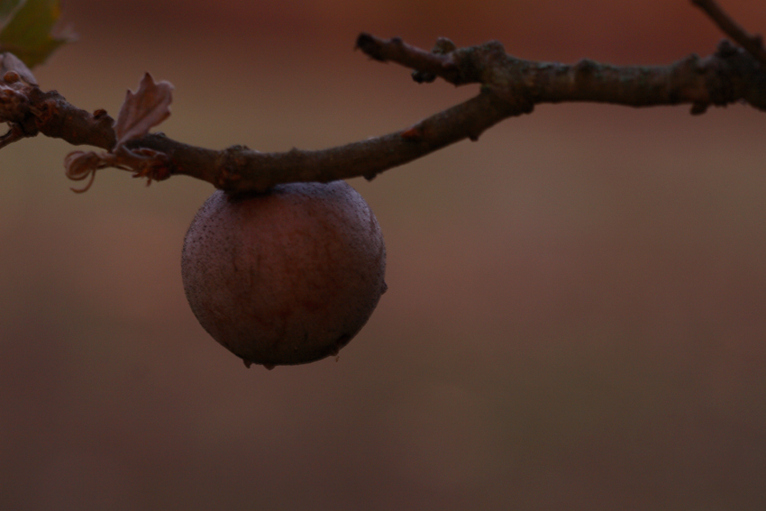 in giro per il bosco