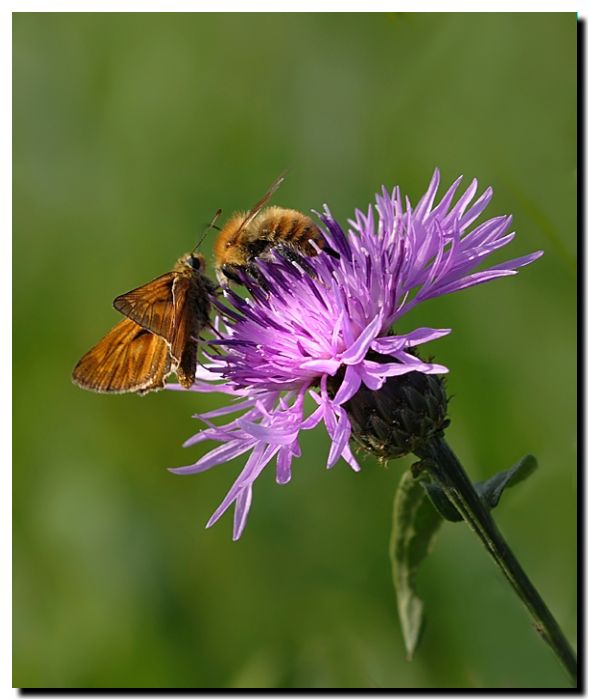 Si pu� essere amici per sempre