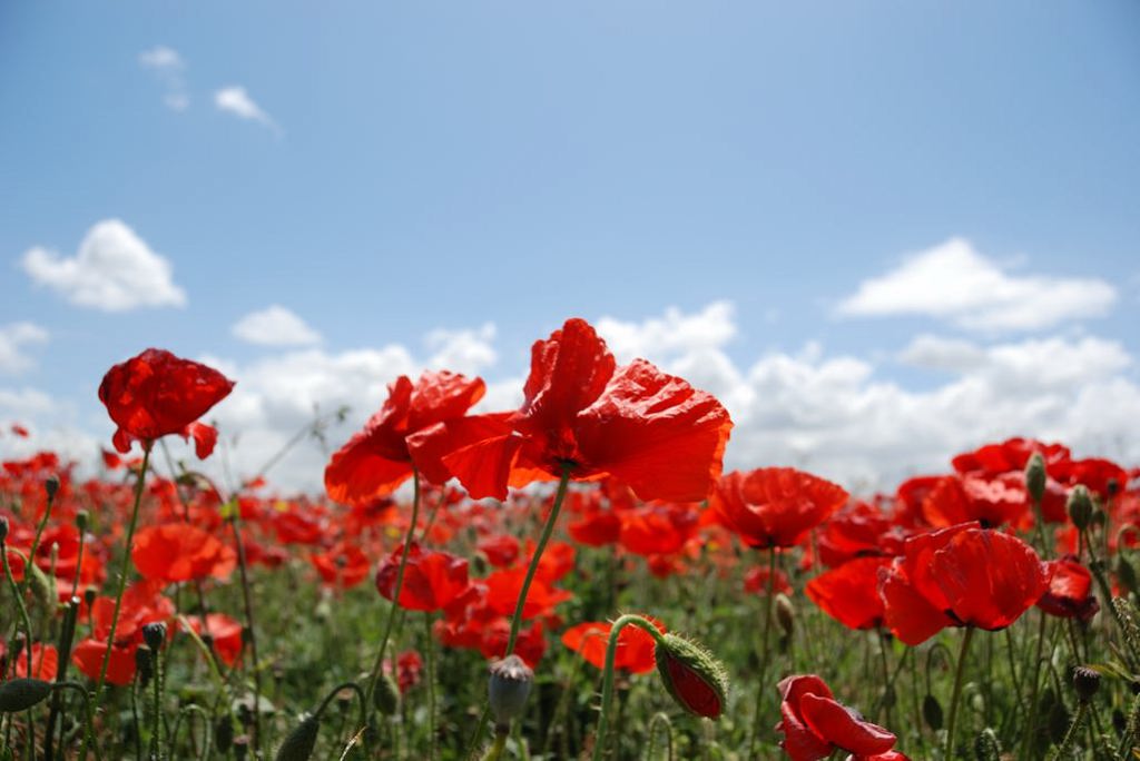 Papaveri al vento