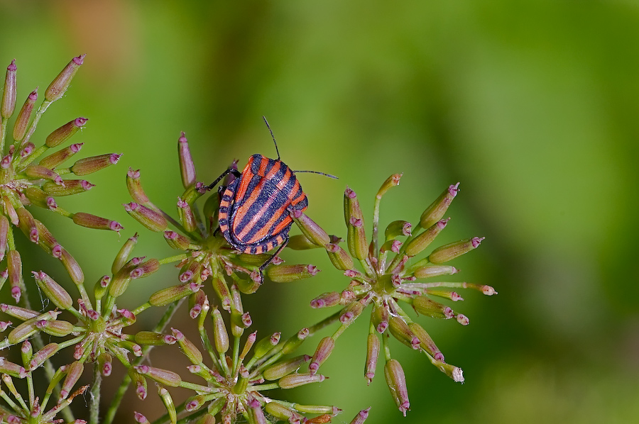 Graphosoma in fuga lenta