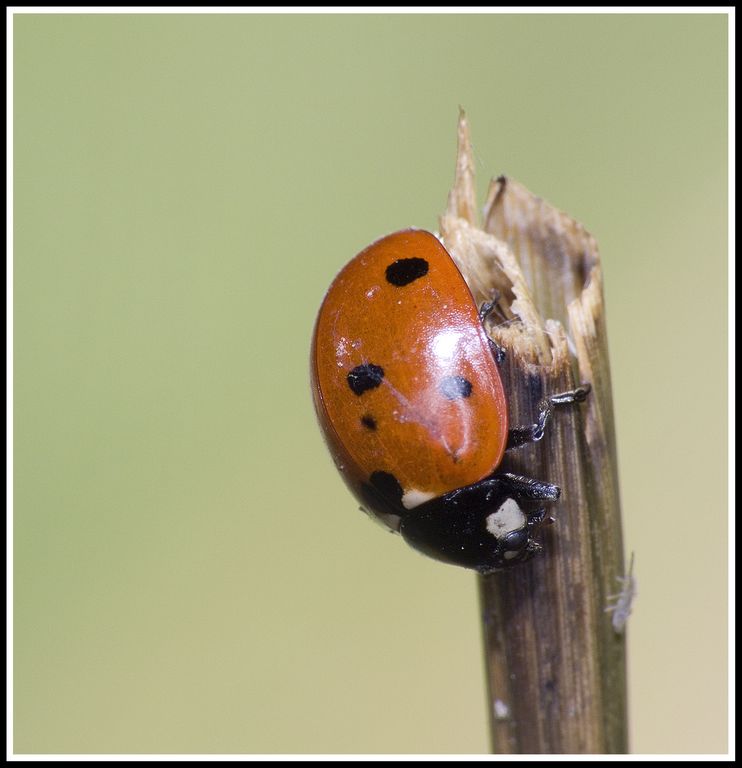 Coccinella su monorotaia (quella di springfield)