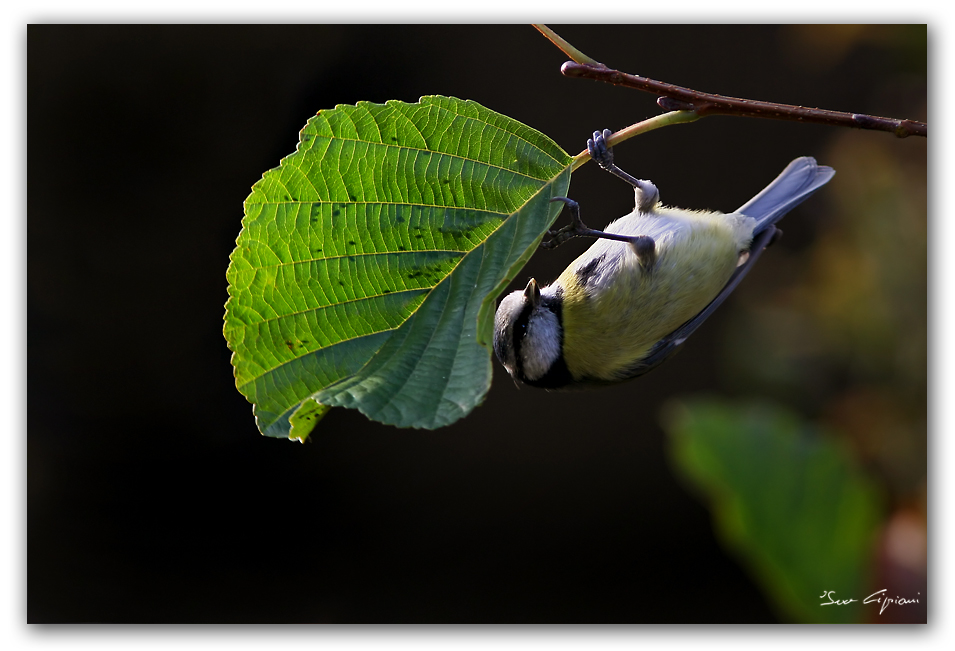 Mi faccio due pidocchi!