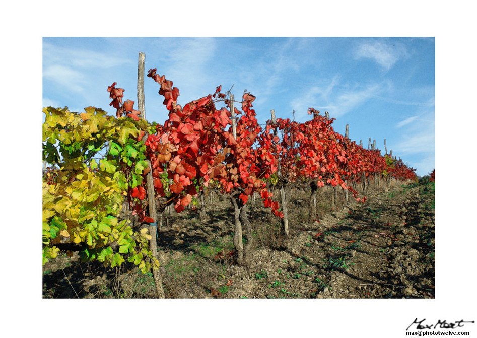 Vigna autunnale