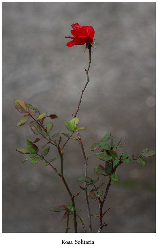 Rosa Solitaria