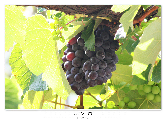 Uva