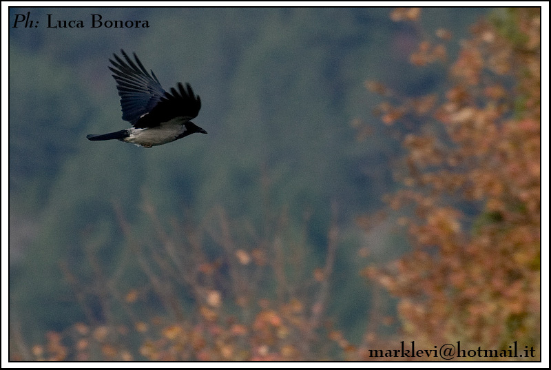 in volo 2