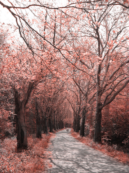 Sentiero Malinconico