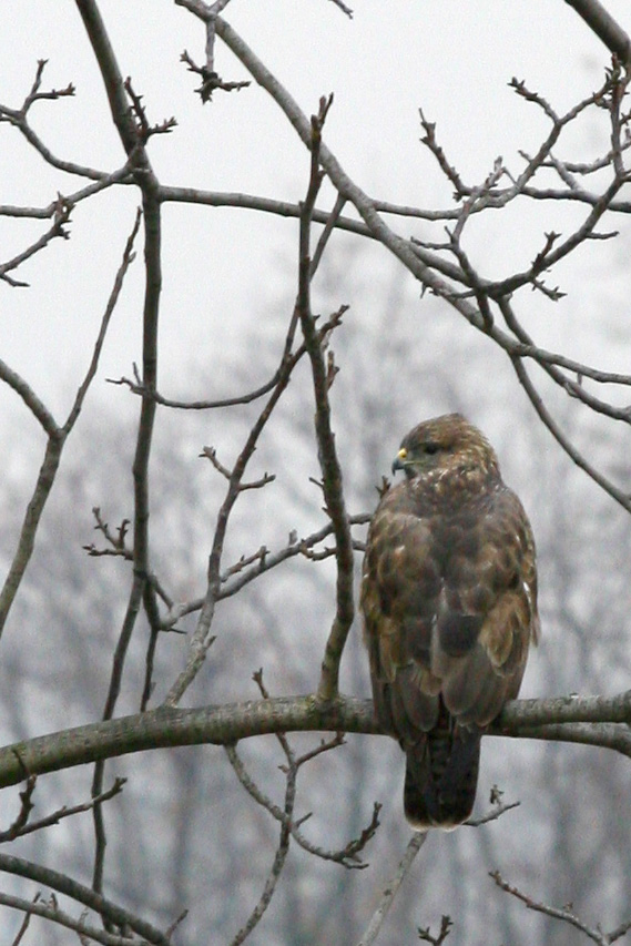 Avvistamento autostradale A26