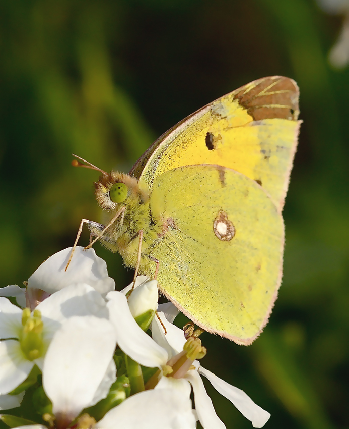 Colias crocea autunnale