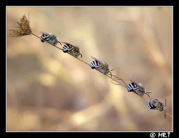 trenino...pe..pe...pepepeee....