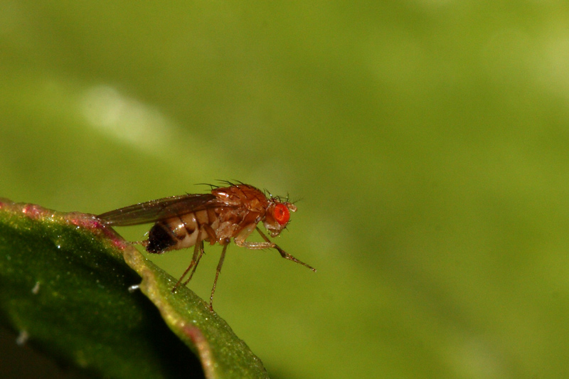 Drosophila melanogaster (moscerino della frutta)