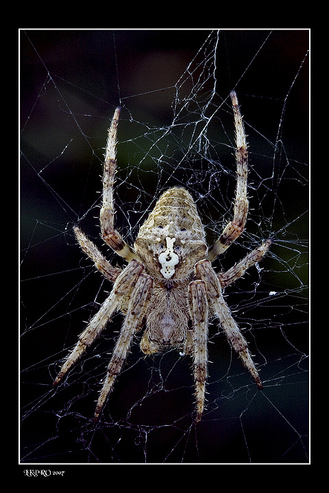 Araneus Angulatus