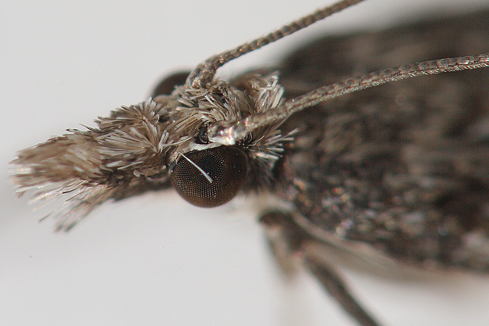 Testa di farfalletta notturna