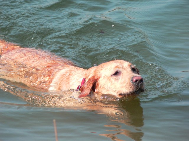 Dopo un bel tuffo...