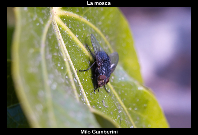 La mosca