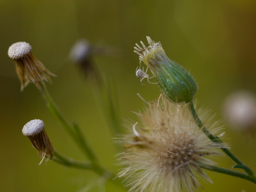 BIANCO TRASPARENTE E GRANDE POCO+ DI 1 mm.