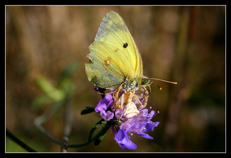 La farfalla...e ragno