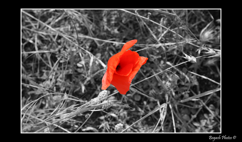 Il Papavero