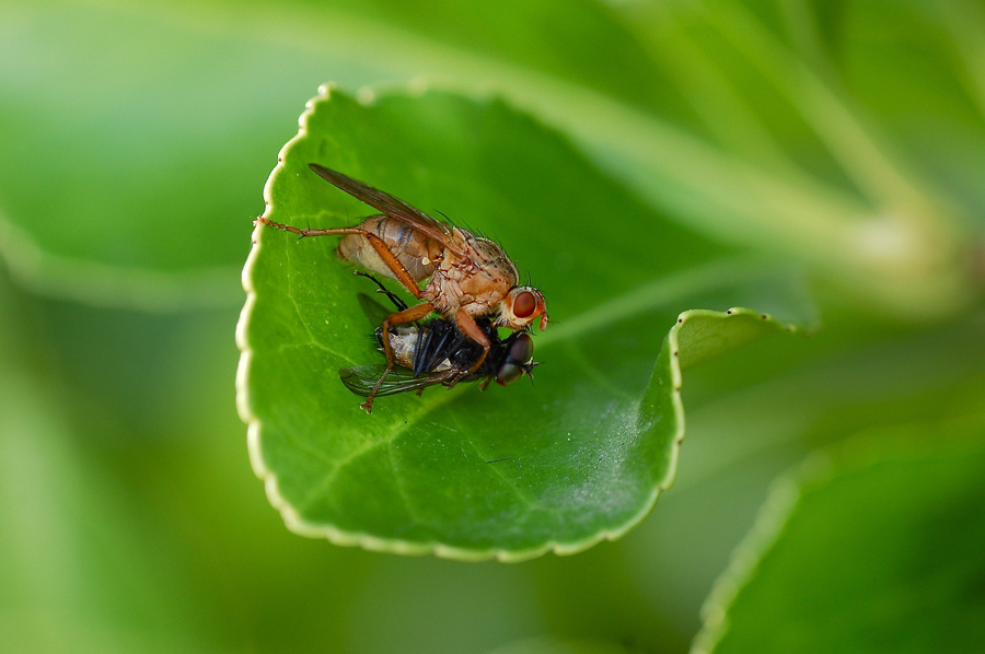 Decapitazione in sequenza