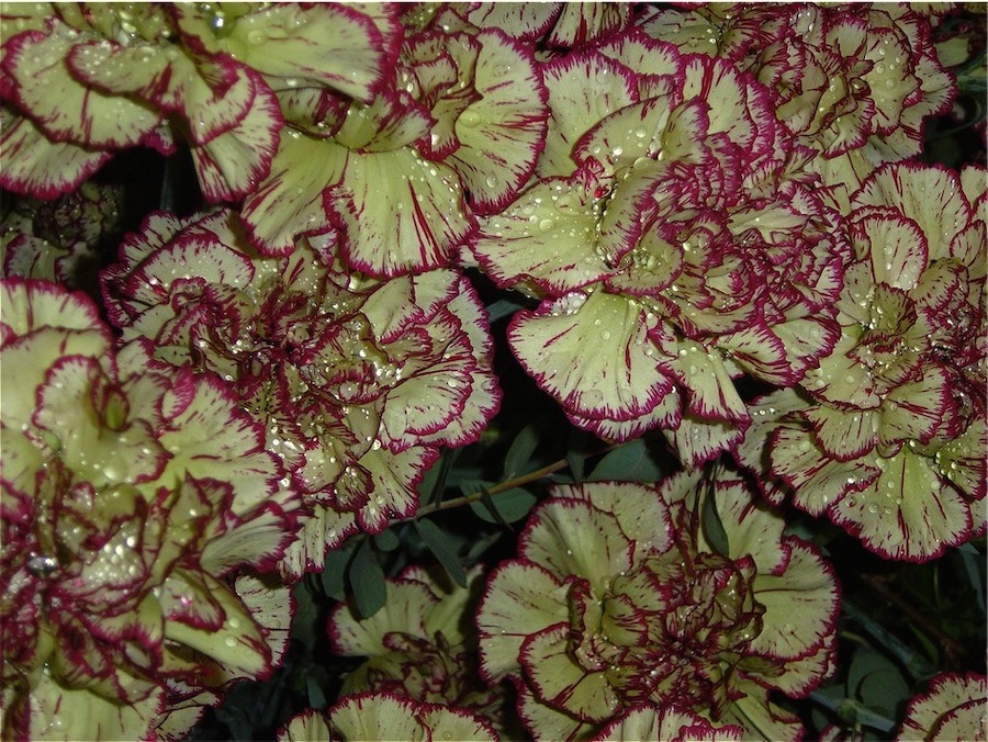 Omaggio a tutti gli utenti di 4u