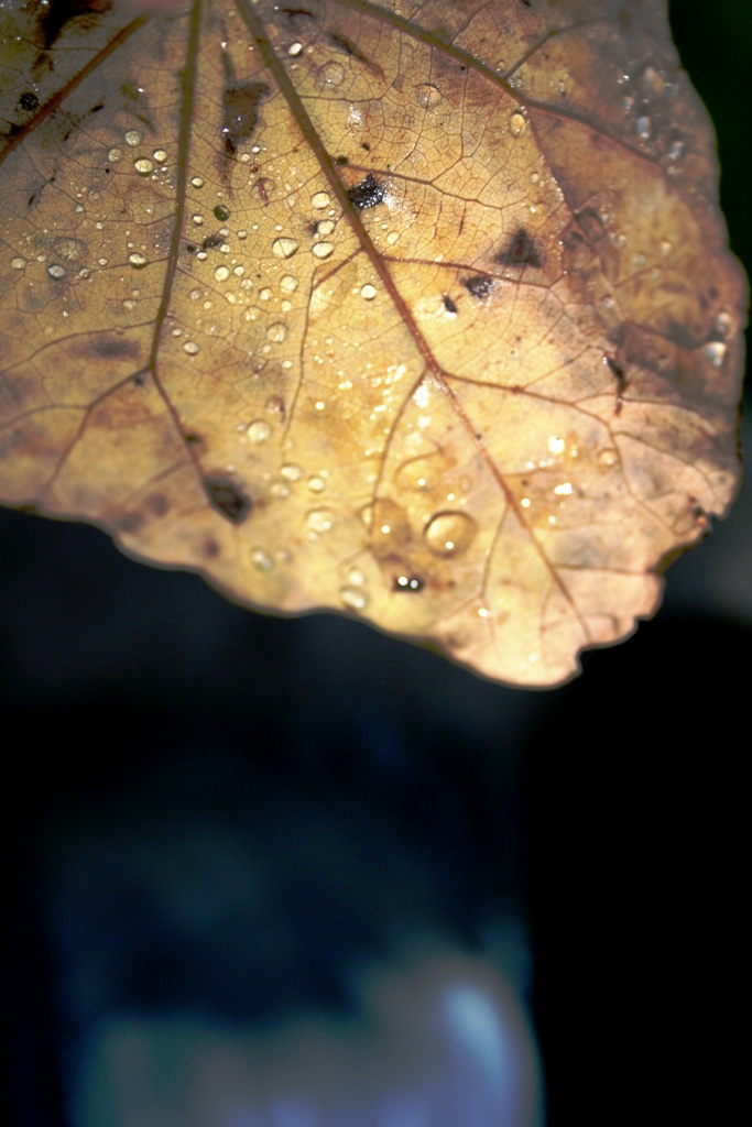cadono foglie d'autunno
