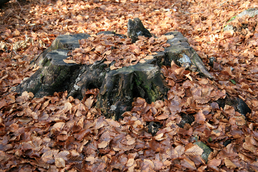 Inverno...per sempre