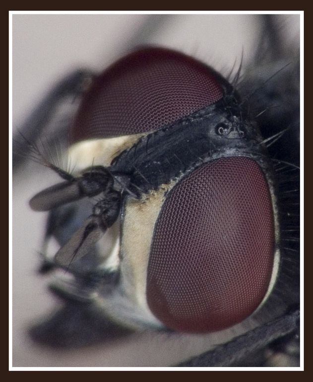 guardami nei miei 1000 occhi (ULTRAZOOM)