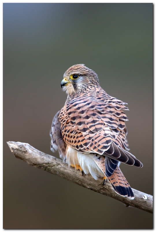 UN BEL COLPO DI C...