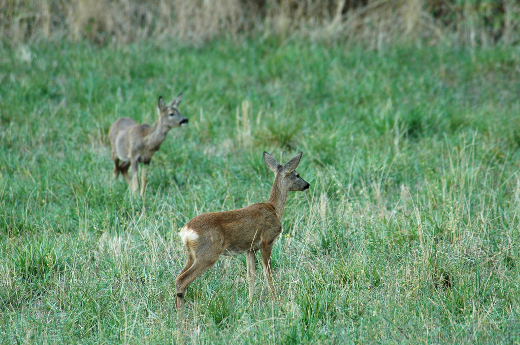 sta arrivando qualcuno..