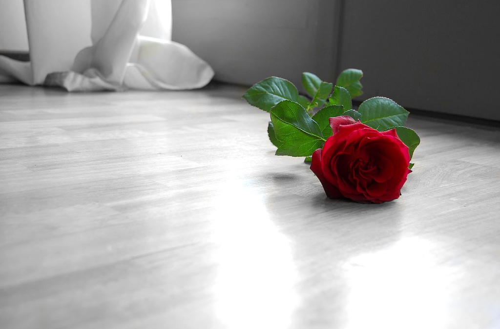 To my rose...