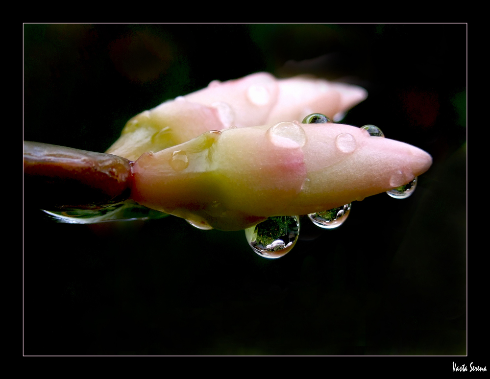 Drops
